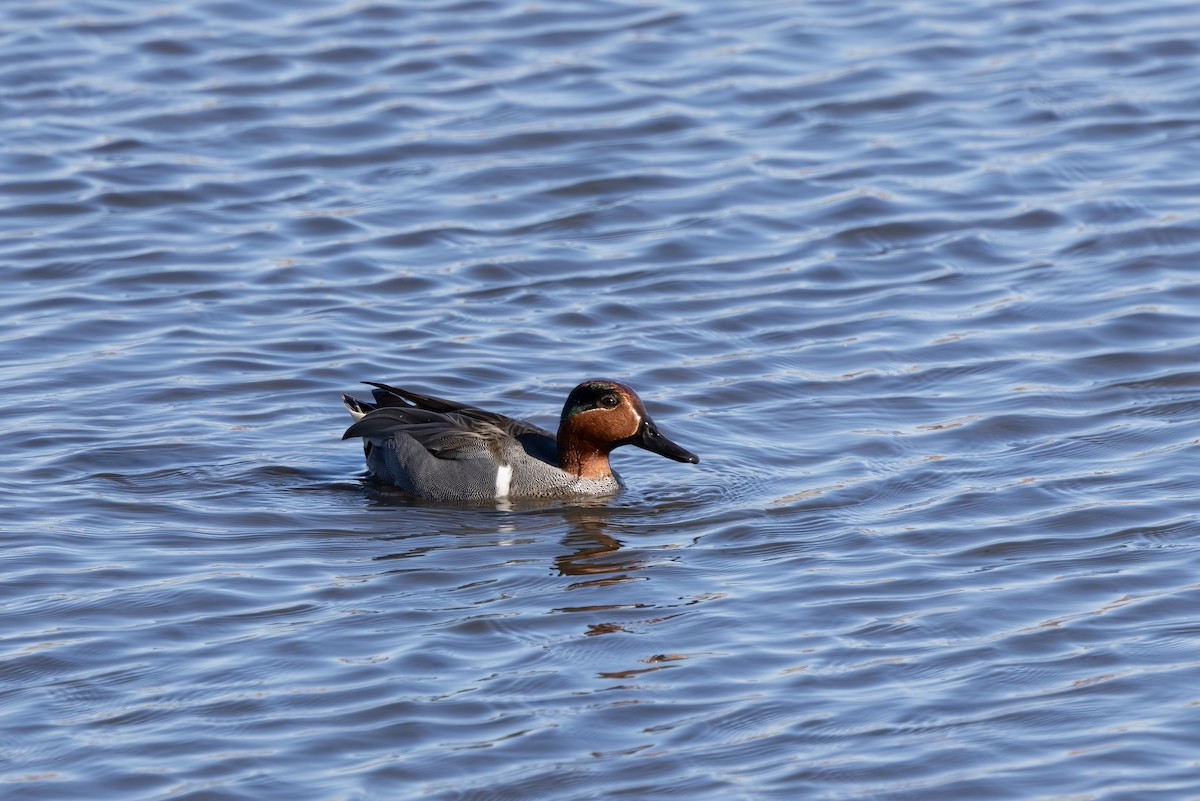 Green-winged Teal - ML616444651