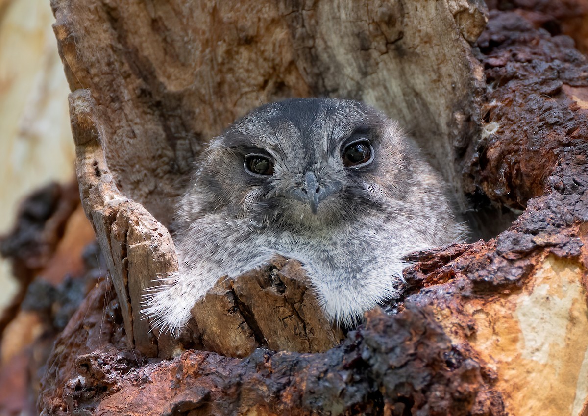 Australian Owlet-nightjar - ML616444751