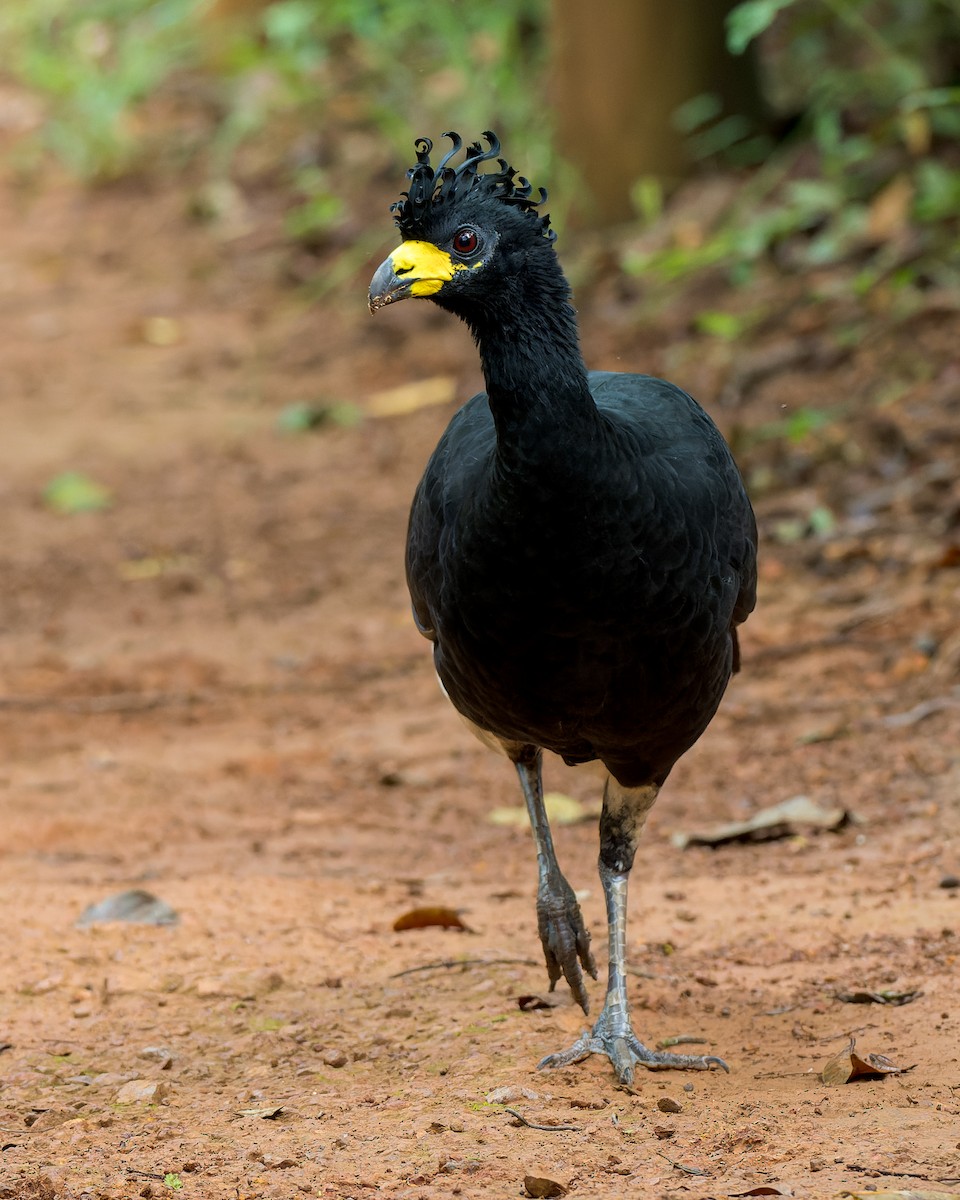 Bare-faced Curassow - ML616444915