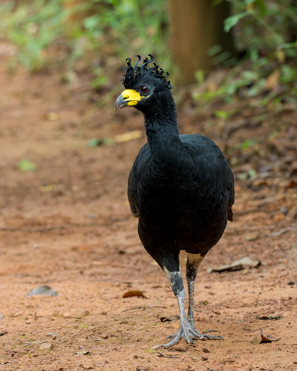 Bare-faced Curassow - ML616444921