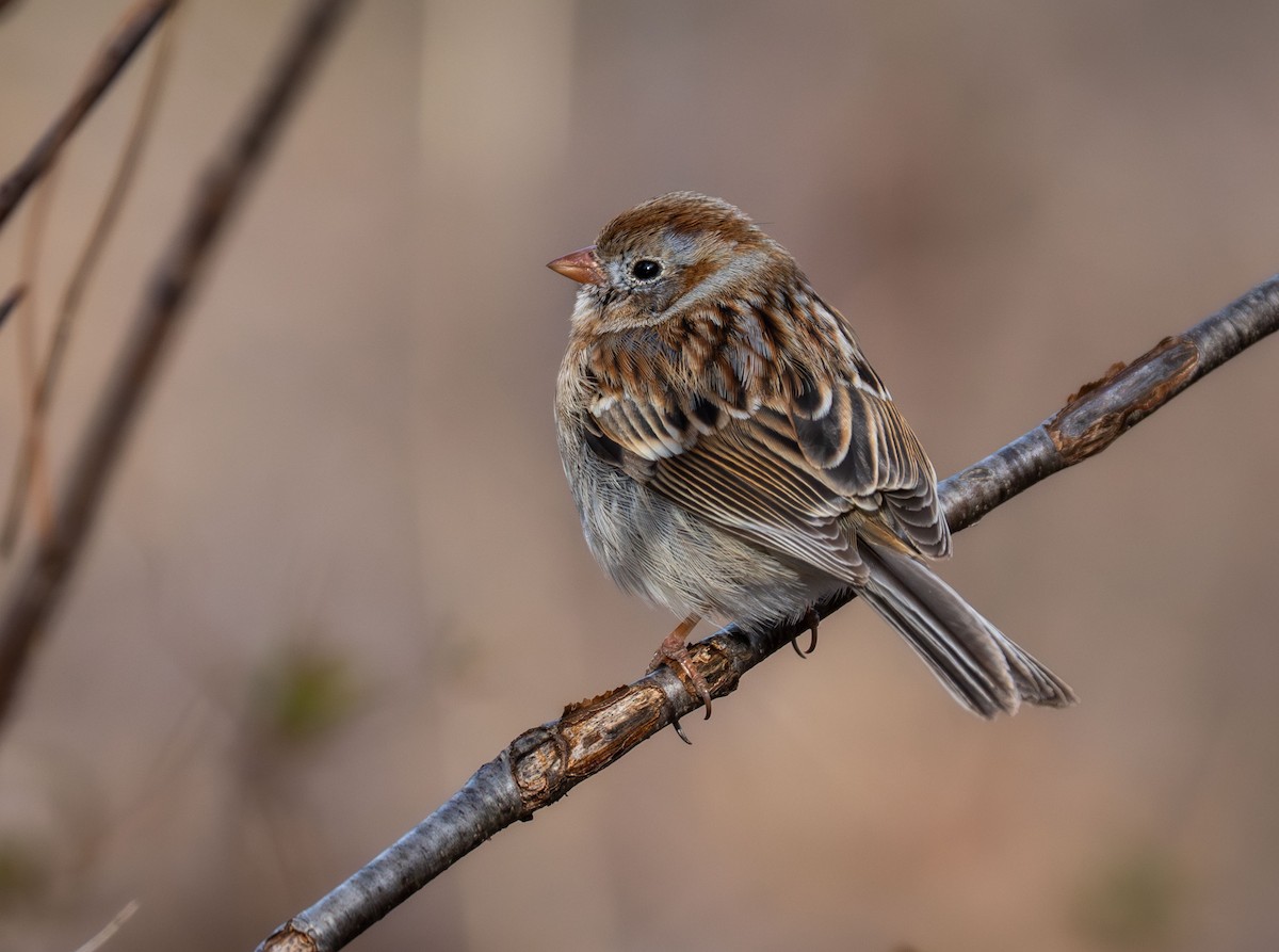 Field Sparrow - ML616444983