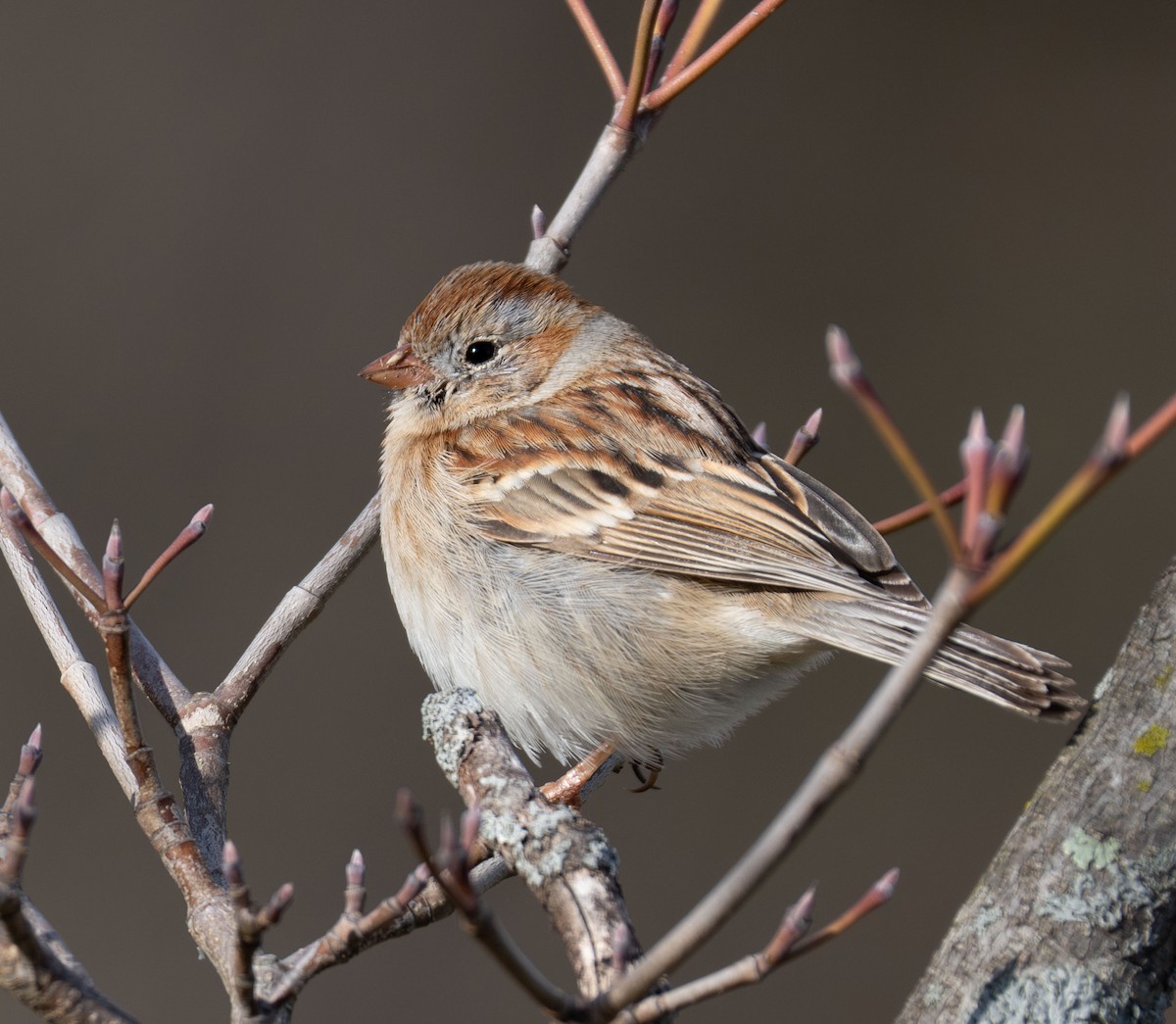 Field Sparrow - ML616445002