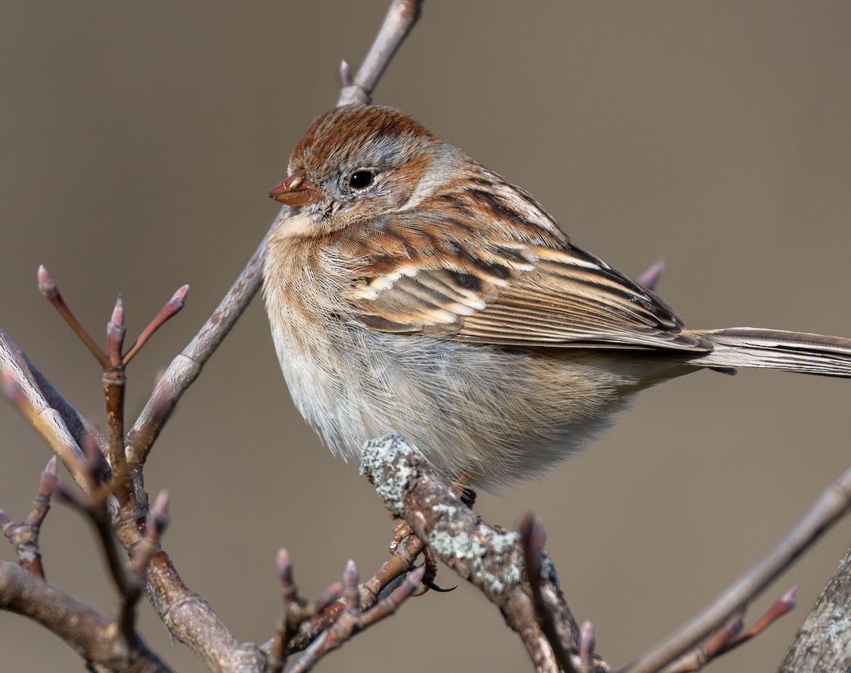 Field Sparrow - ML616445003