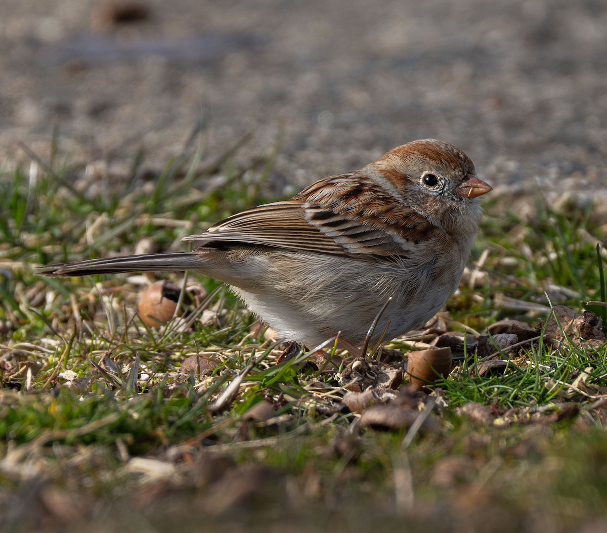 Field Sparrow - Henry Chiu