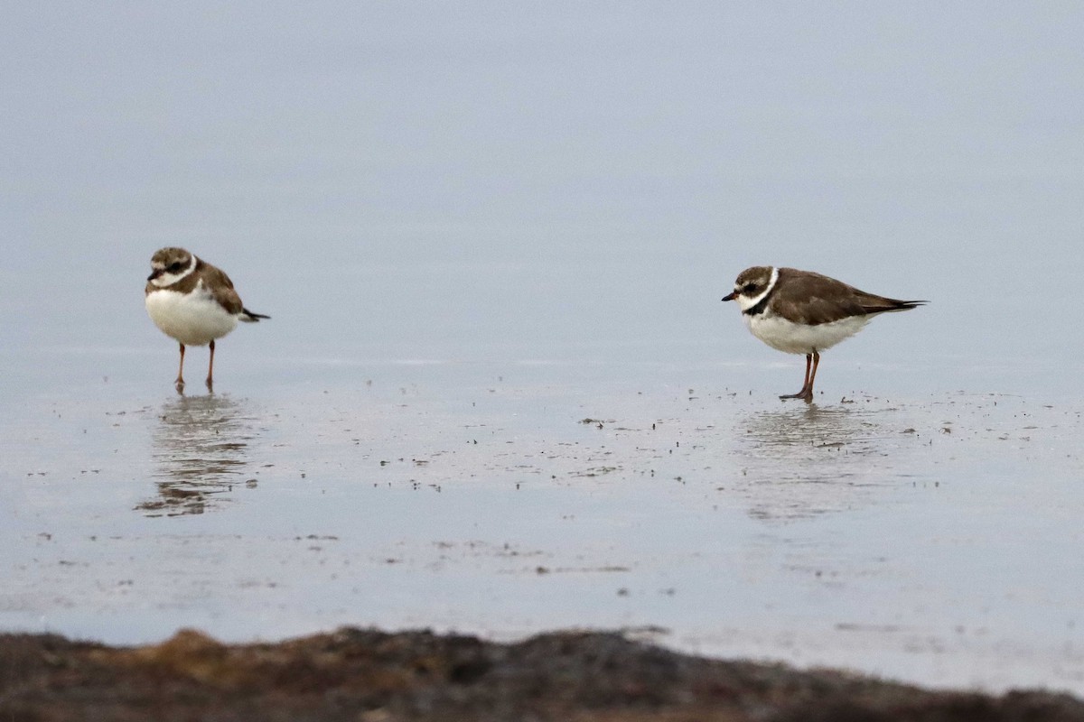 Semipalmated Plover - ML616445089