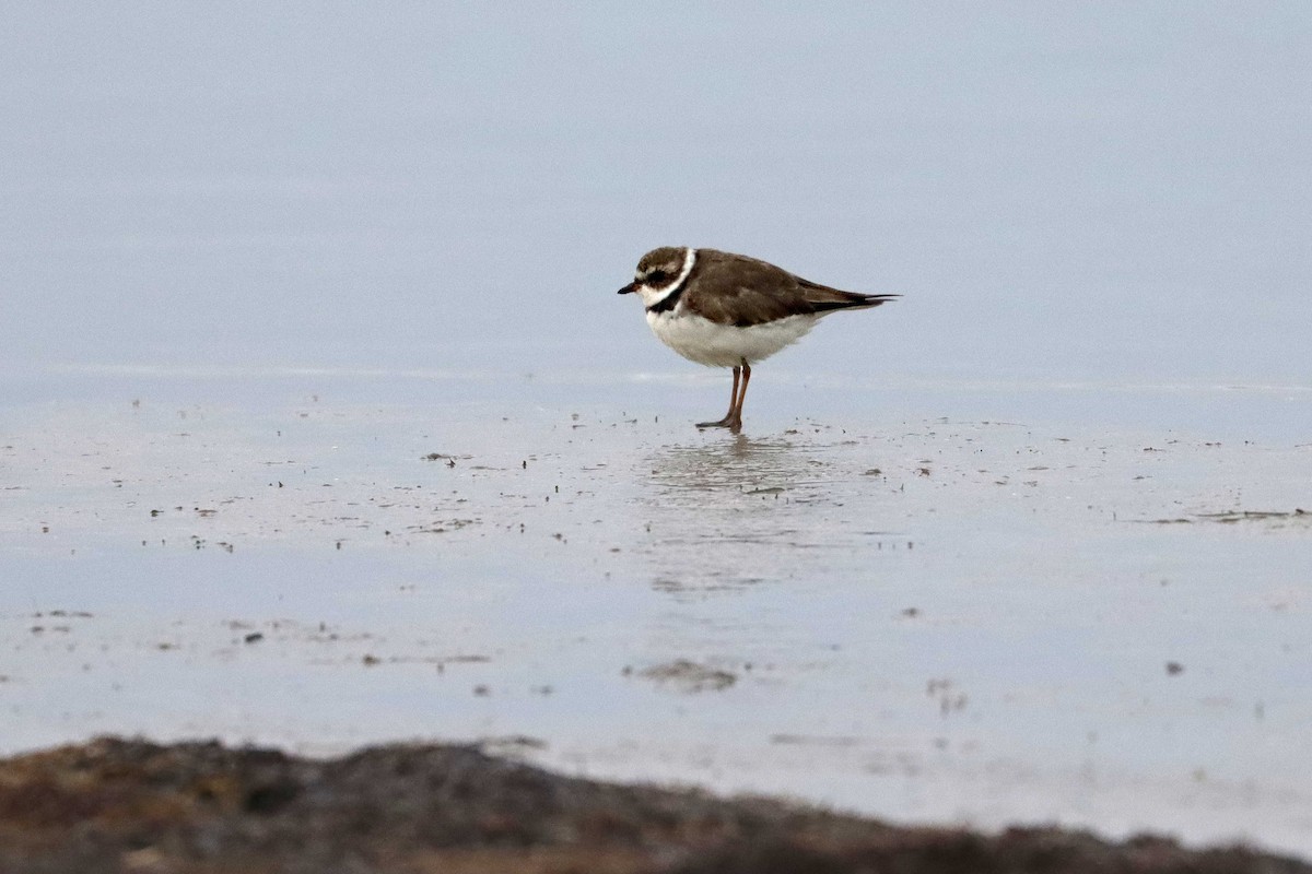 Semipalmated Plover - ML616445090