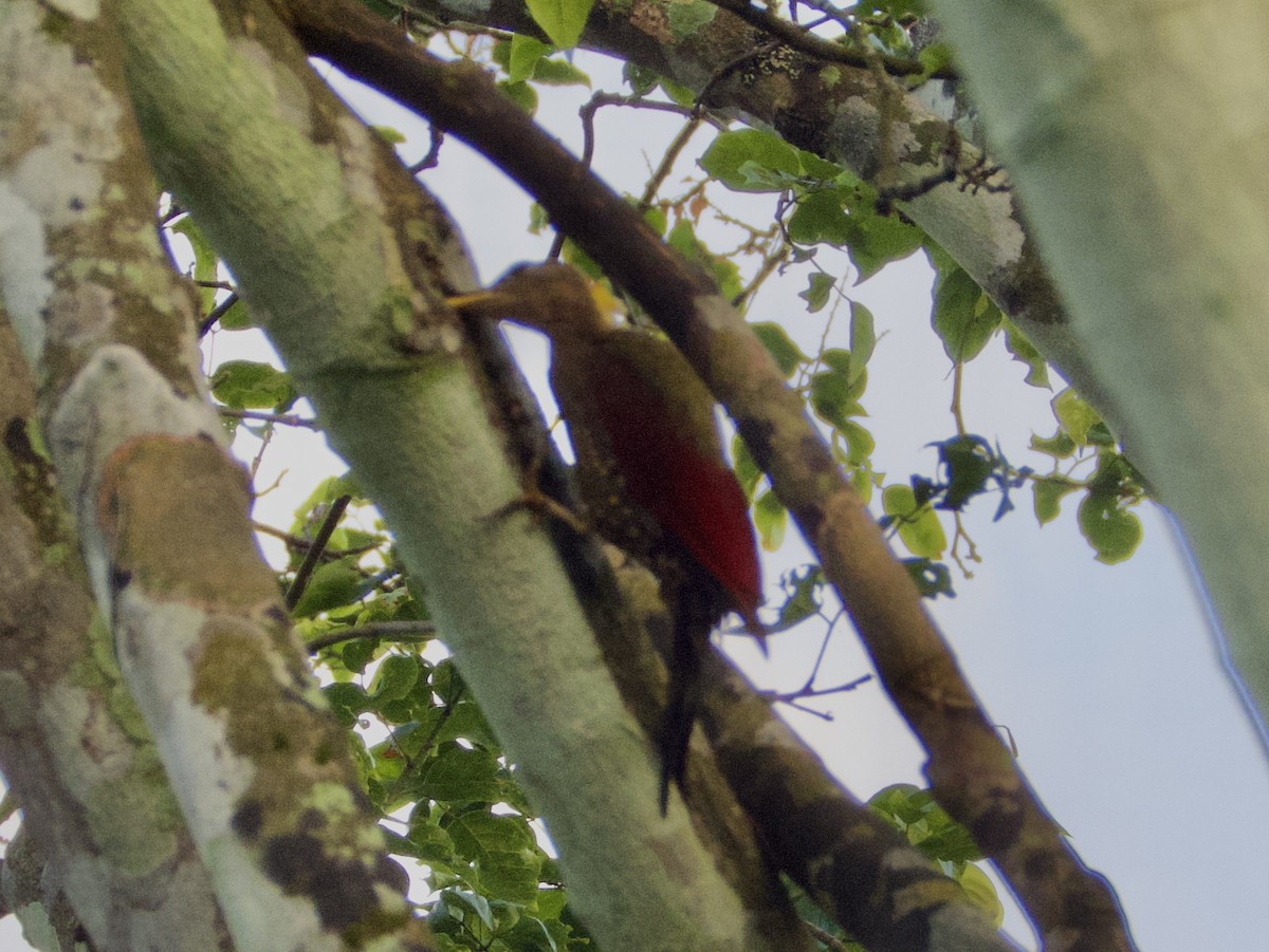 Crimson-winged Woodpecker - ML616445107