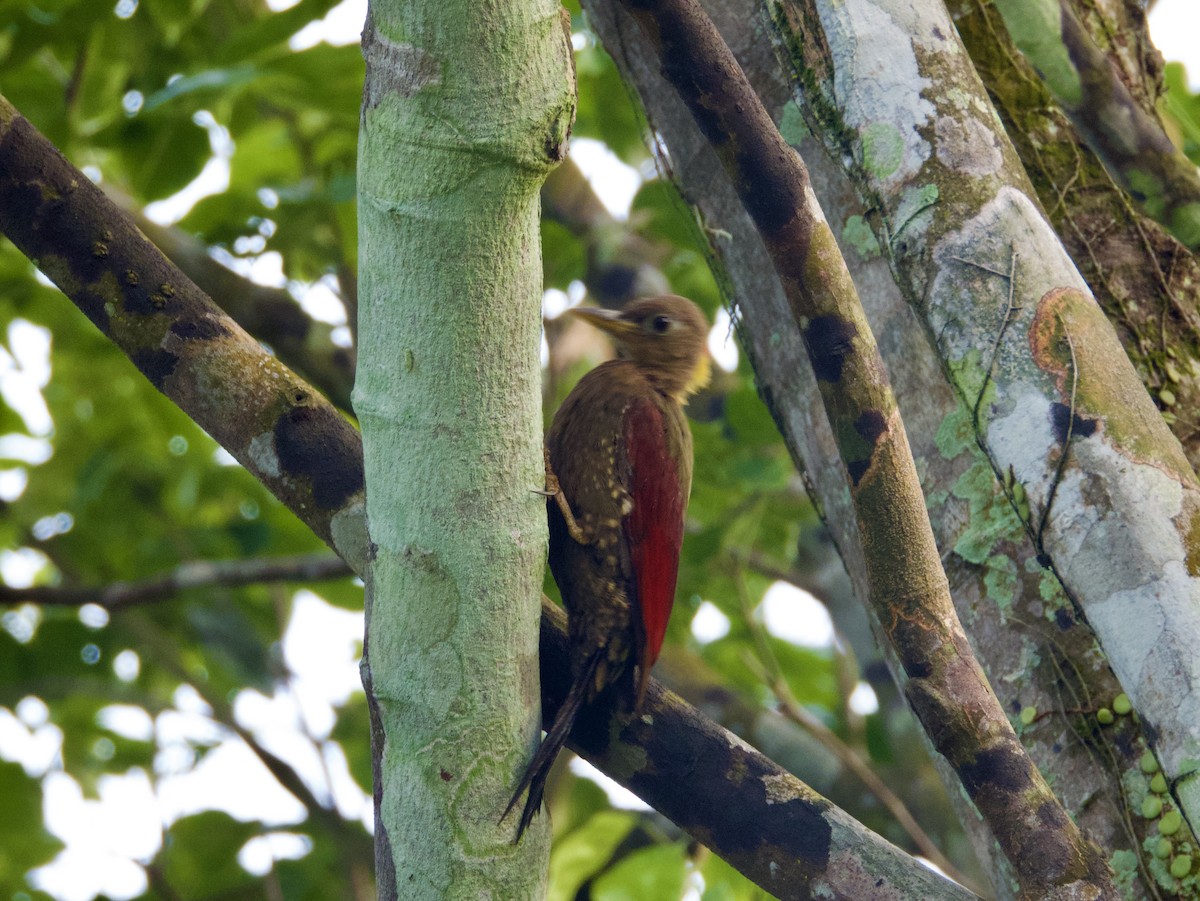 Crimson-winged Woodpecker - ML616445108