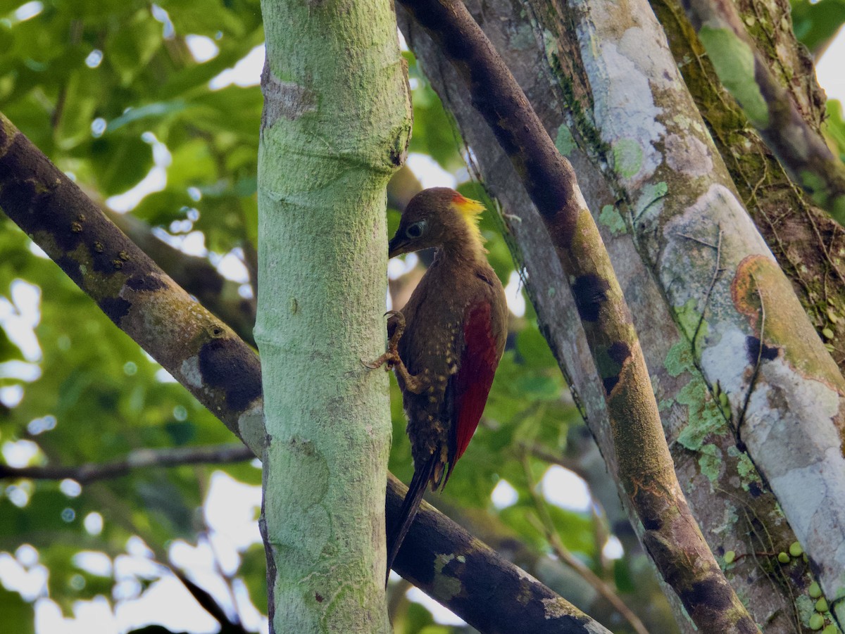 Crimson-winged Woodpecker - Alisha Tay