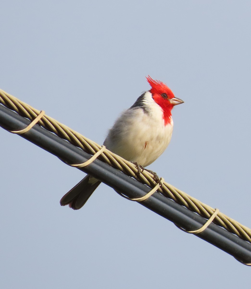 Red-crested Cardinal - ML616445119