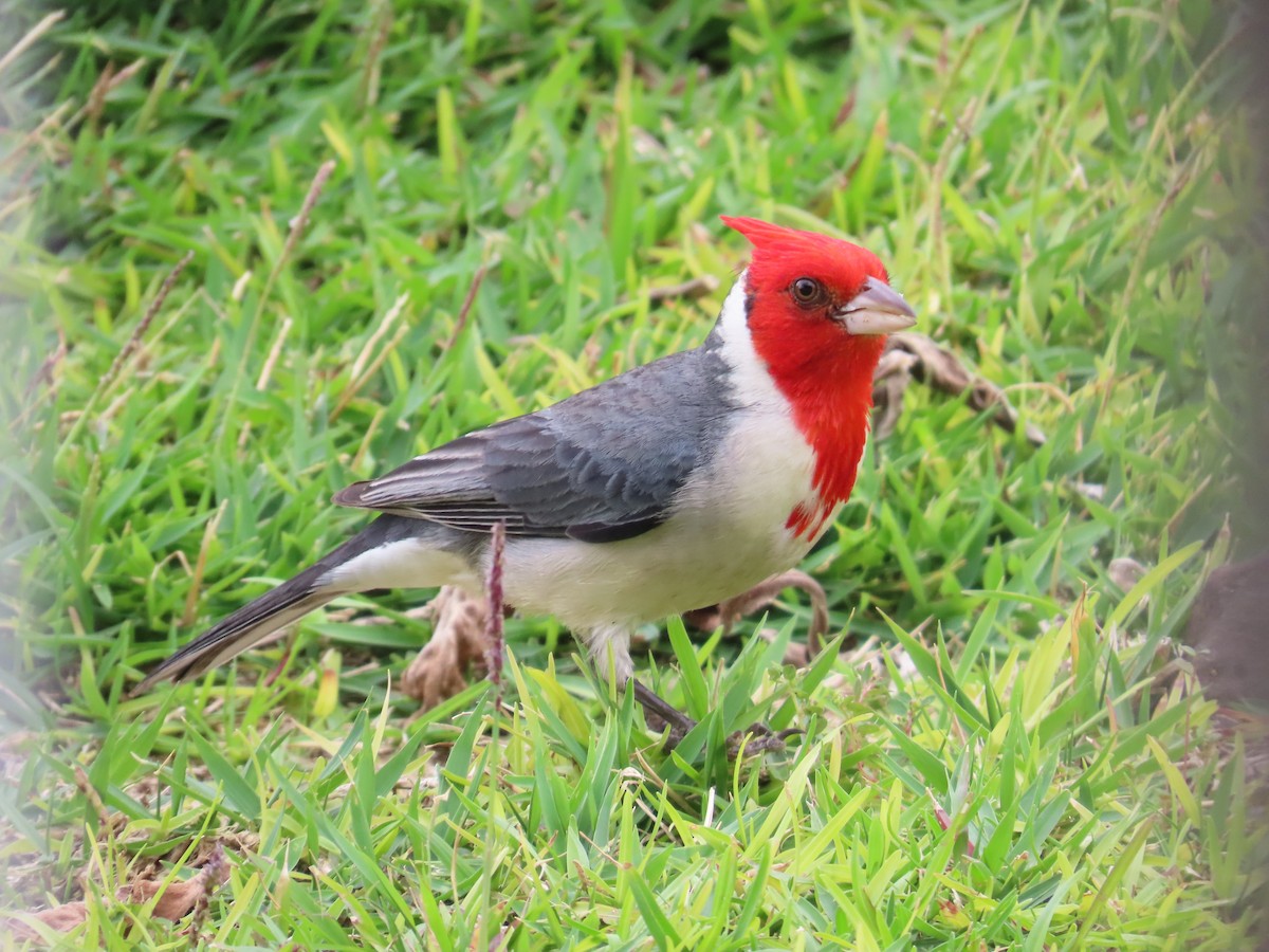 Red-crested Cardinal - ML616445139