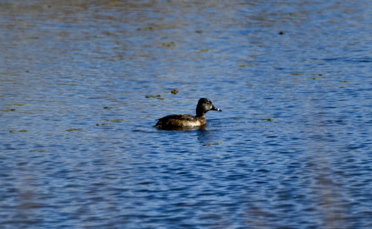 Ring-necked Duck - ML616445141