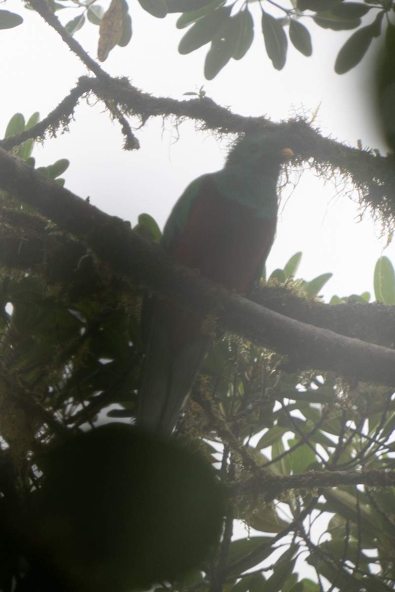 Quetzal Guatemalteco - ML616445149