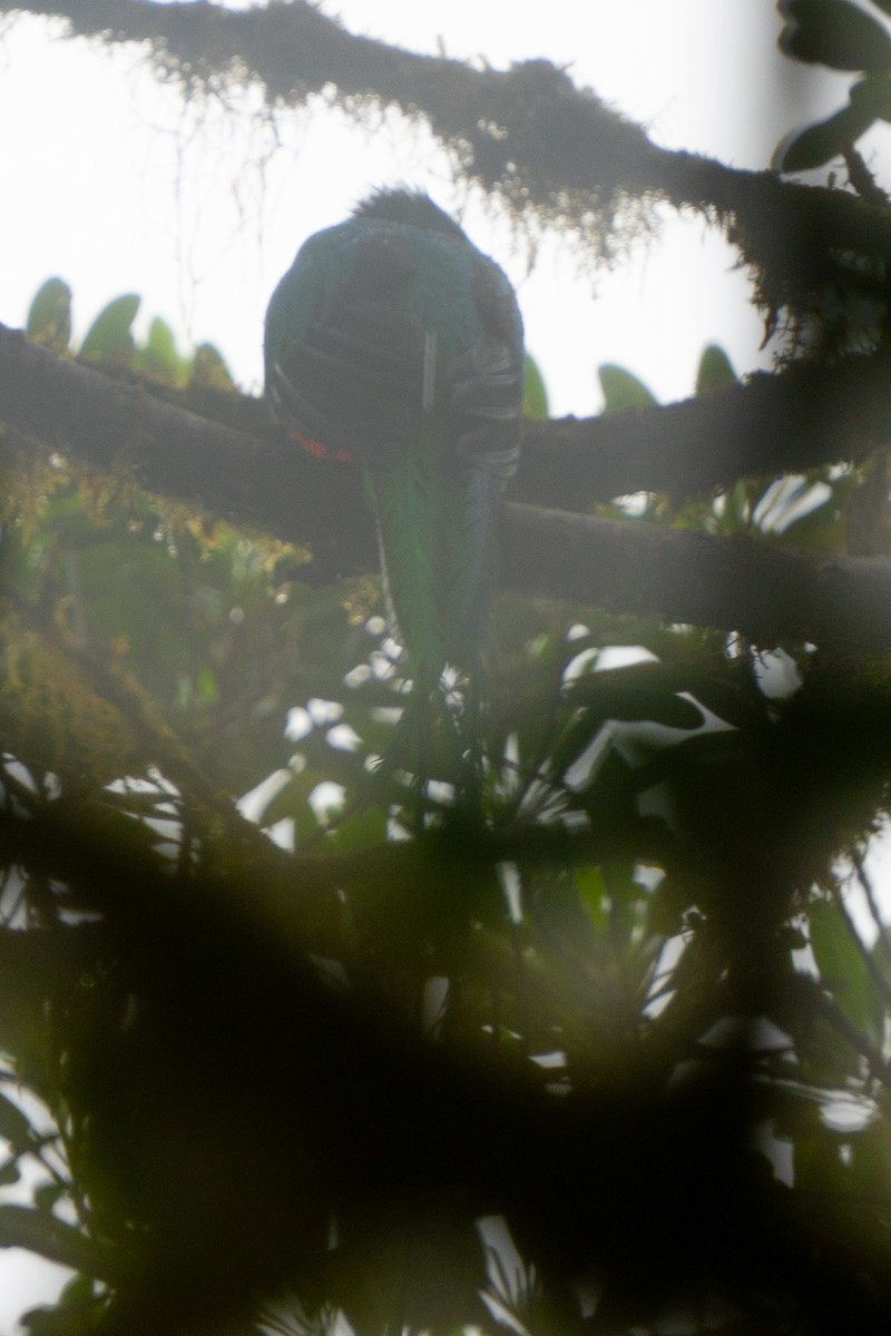 Quetzal Guatemalteco - ML616445151