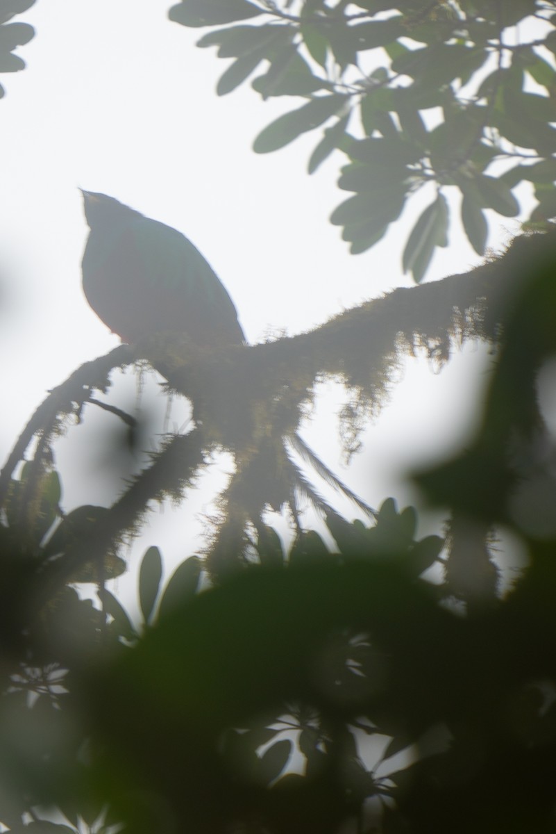 Quetzal Guatemalteco - ML616445152