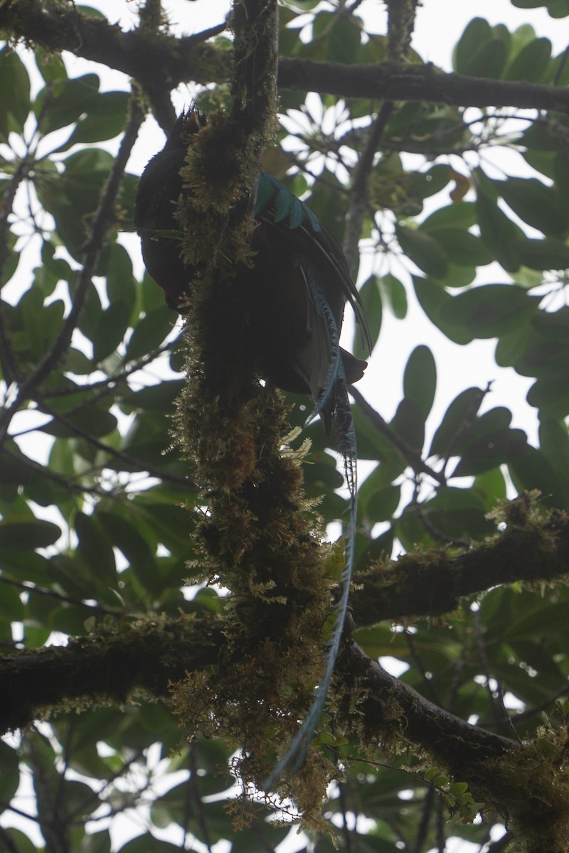 Quetzal Guatemalteco - ML616445155