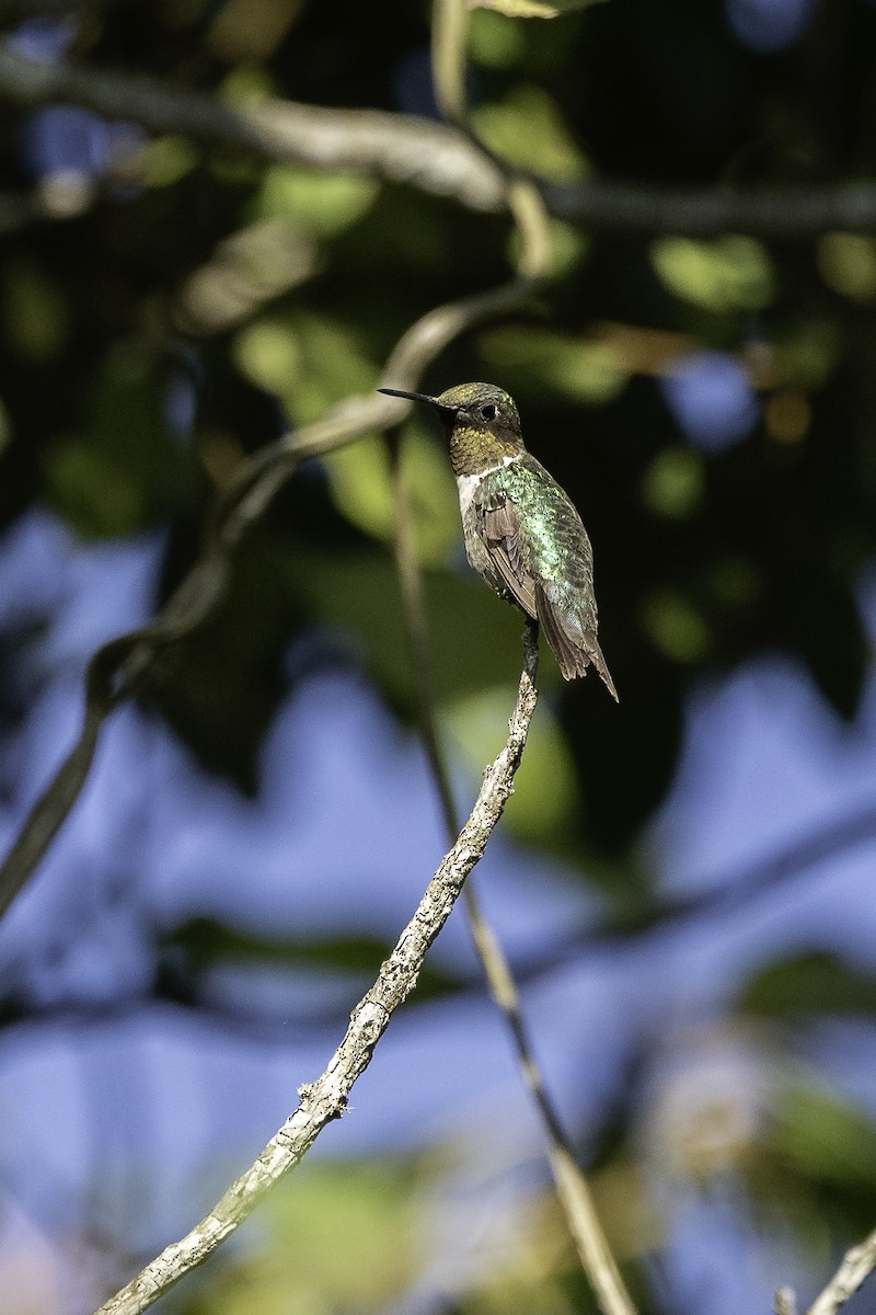 Ruby-throated Hummingbird - ML616445270