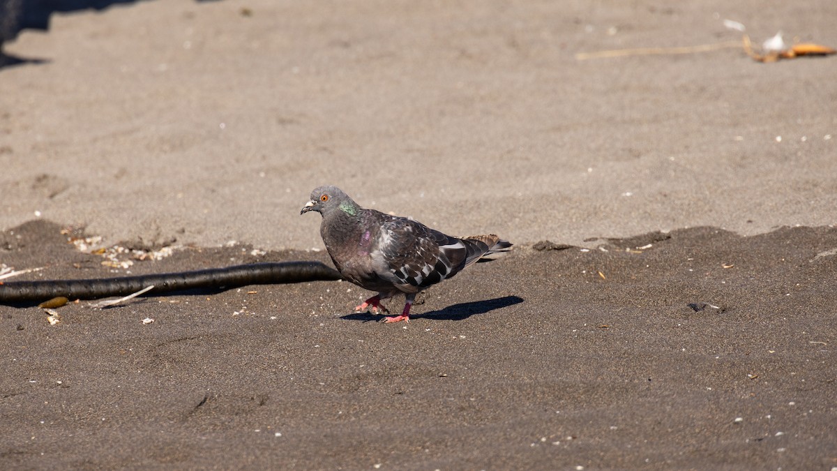 Rock Pigeon (Feral Pigeon) - ML616445281