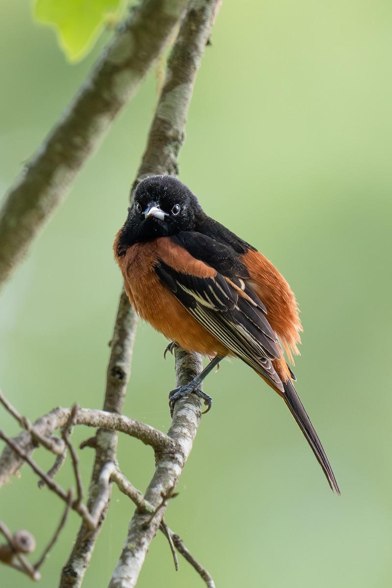 Orchard Oriole - ML616445284