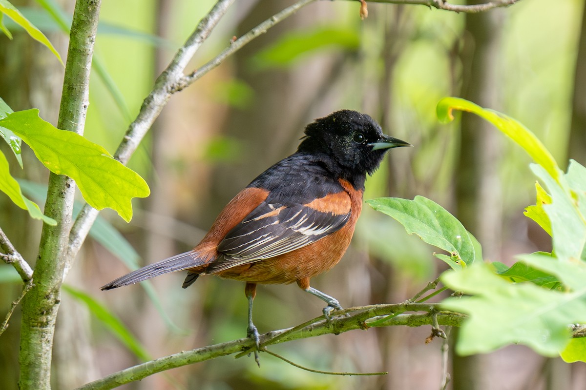 Orchard Oriole - ML616445285