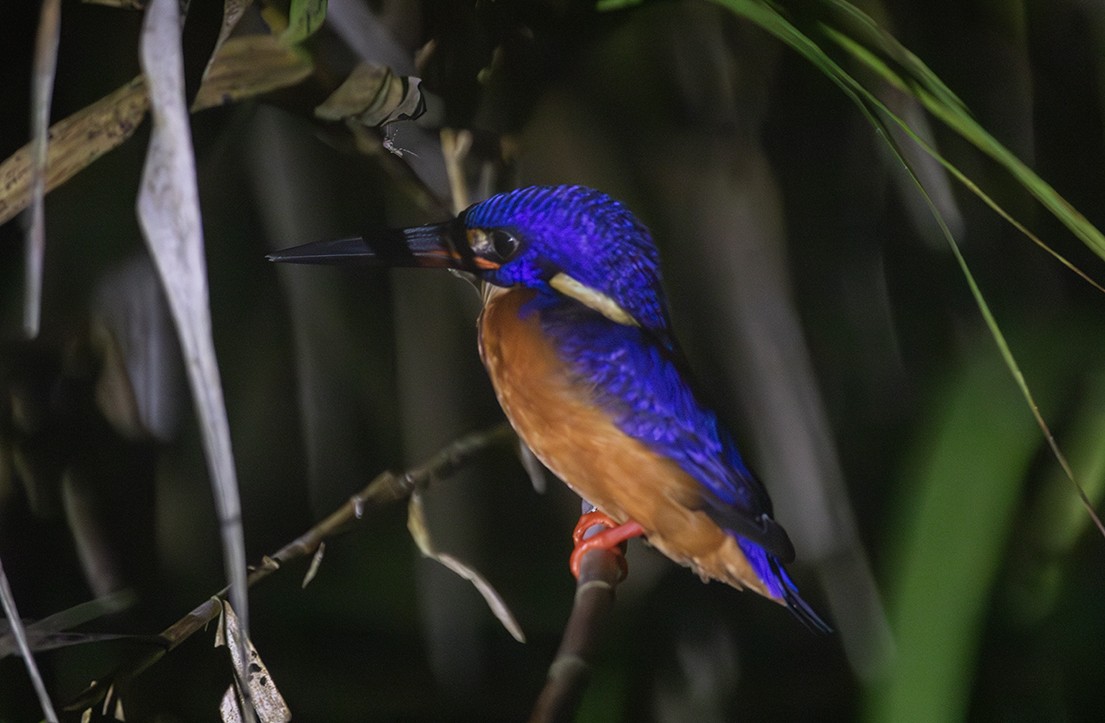 Blue-eared Kingfisher - Iván Mota