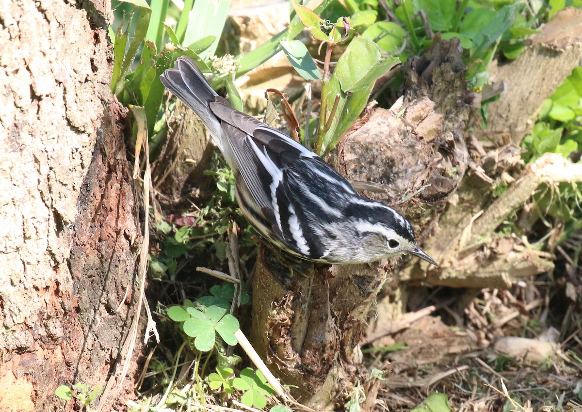 Black-and-white Warbler - ML616445354