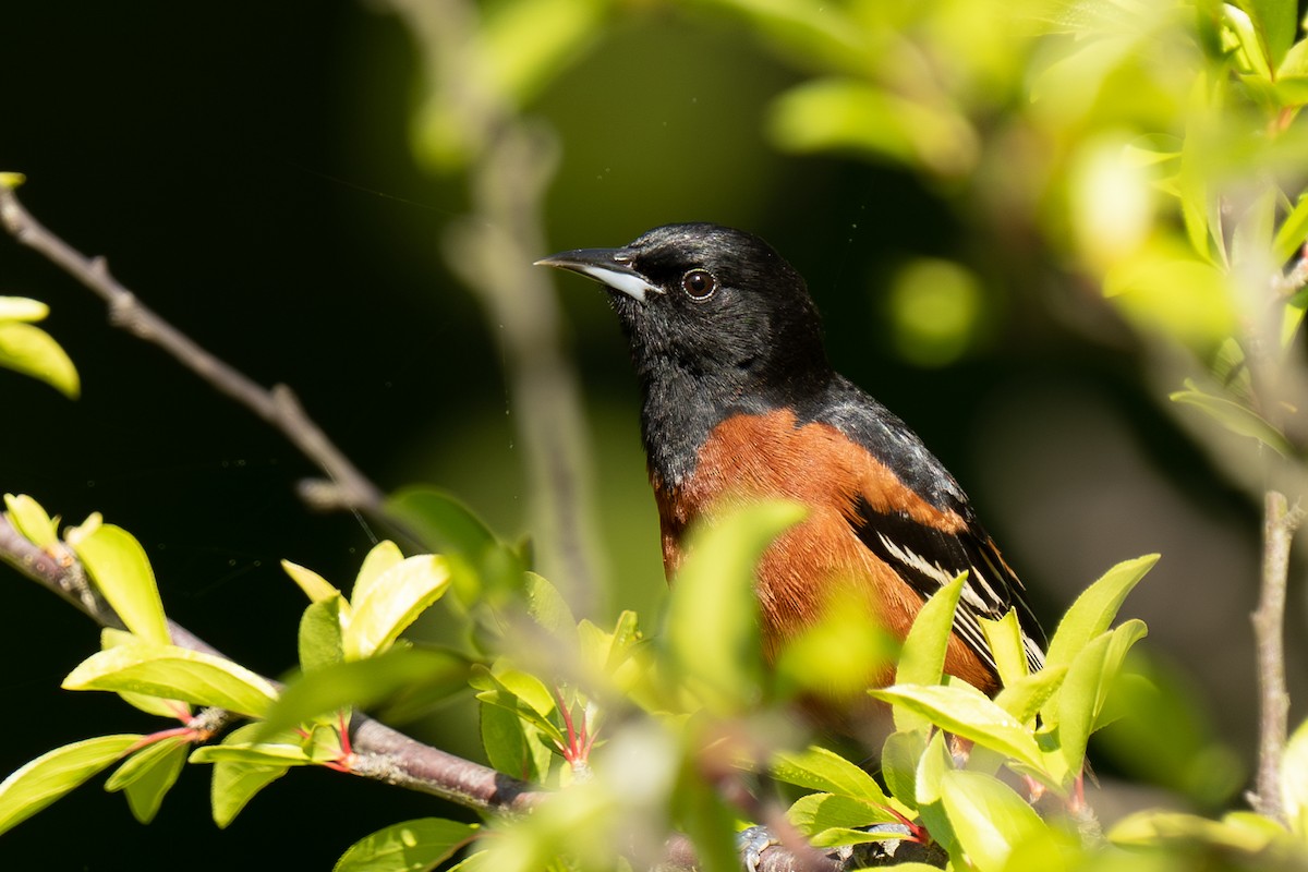 Orchard Oriole - ML616445391