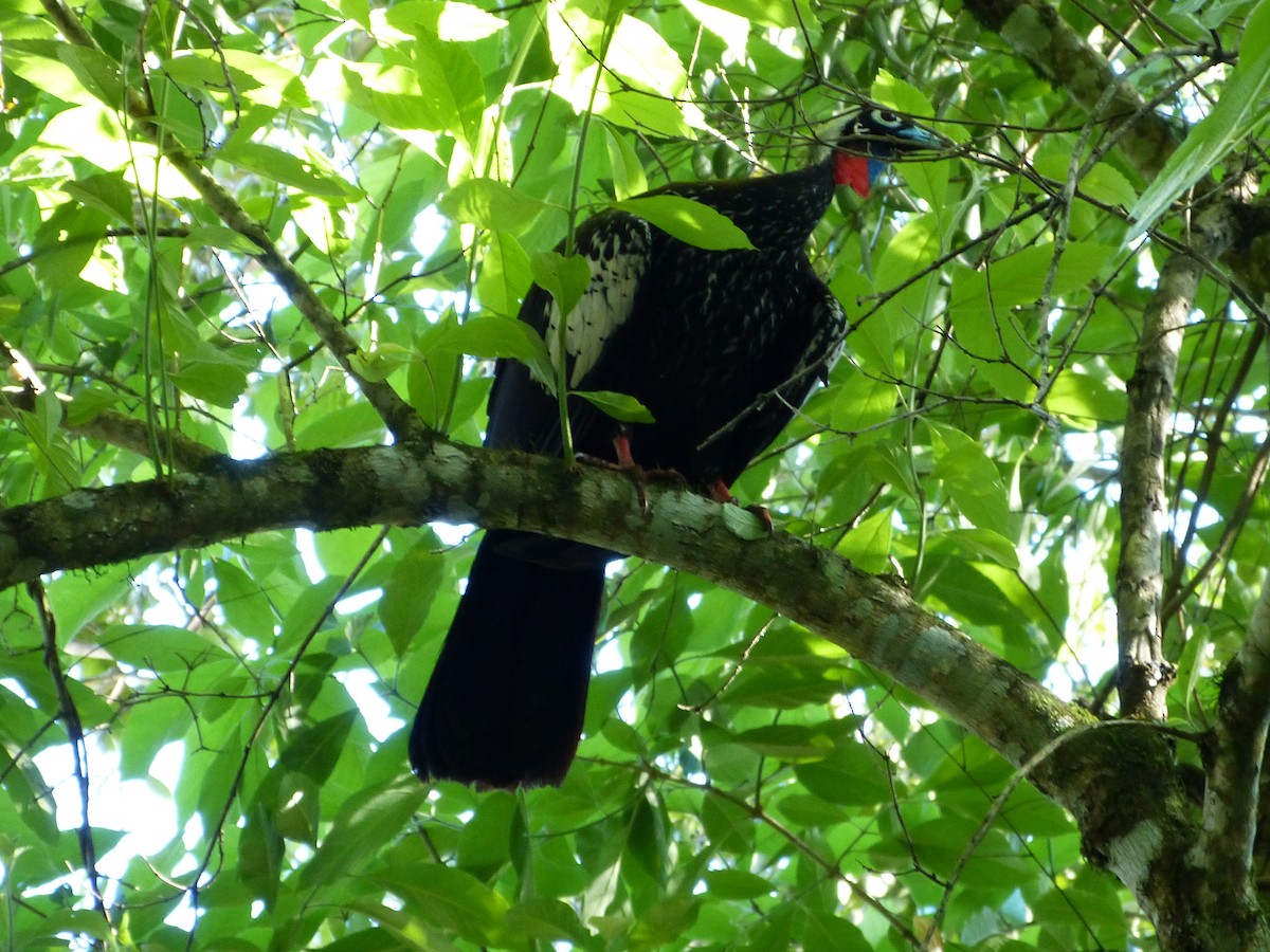 Black-fronted Piping-Guan - ML616445608