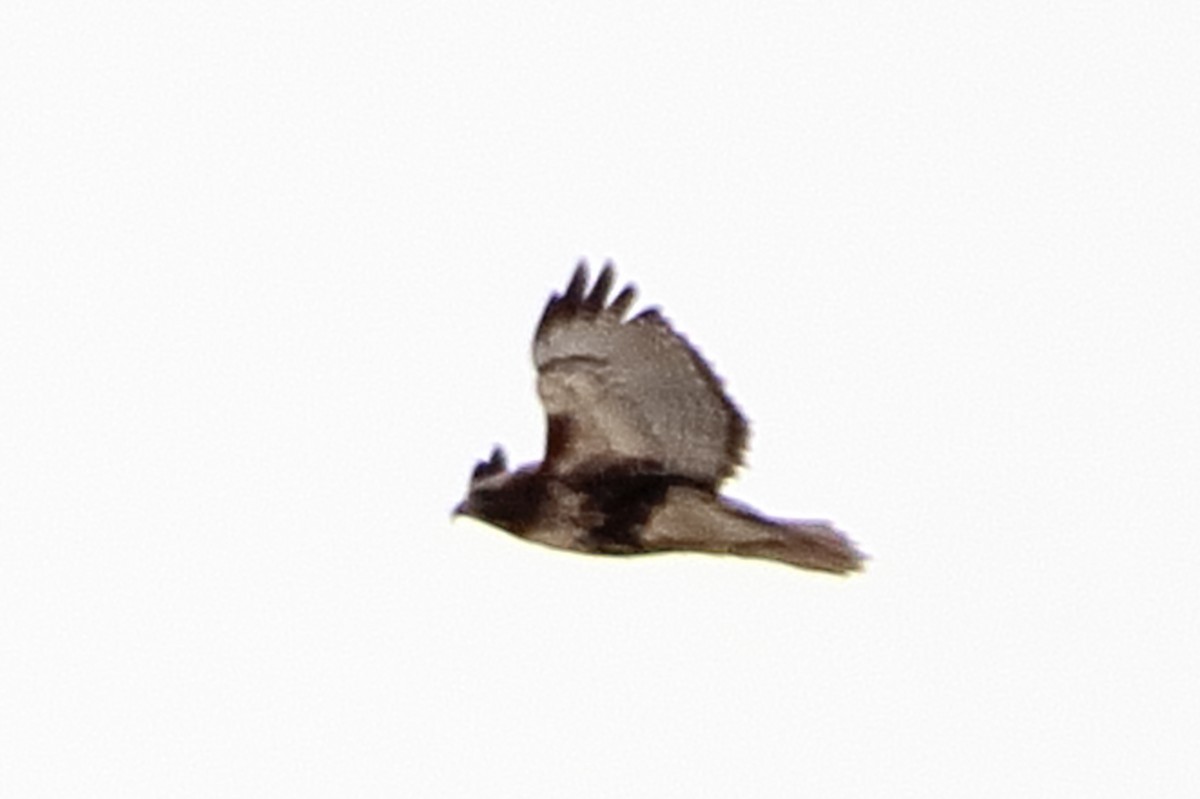 Red-tailed Hawk (abieticola) - ML616445728