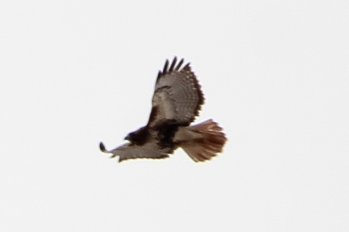 Red-tailed Hawk (abieticola) - ML616445729
