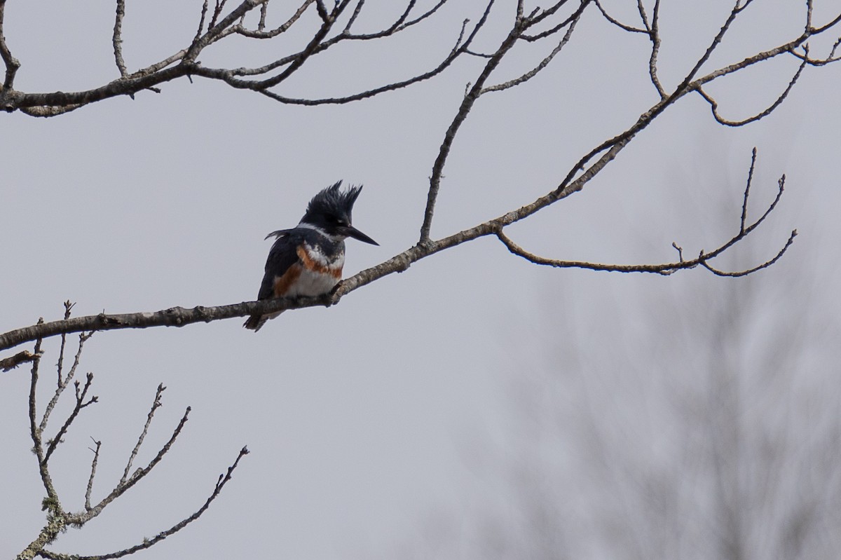 Belted Kingfisher - ML616445734