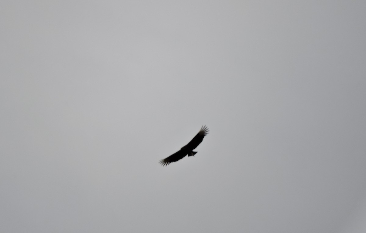 Black Vulture - ML616445893