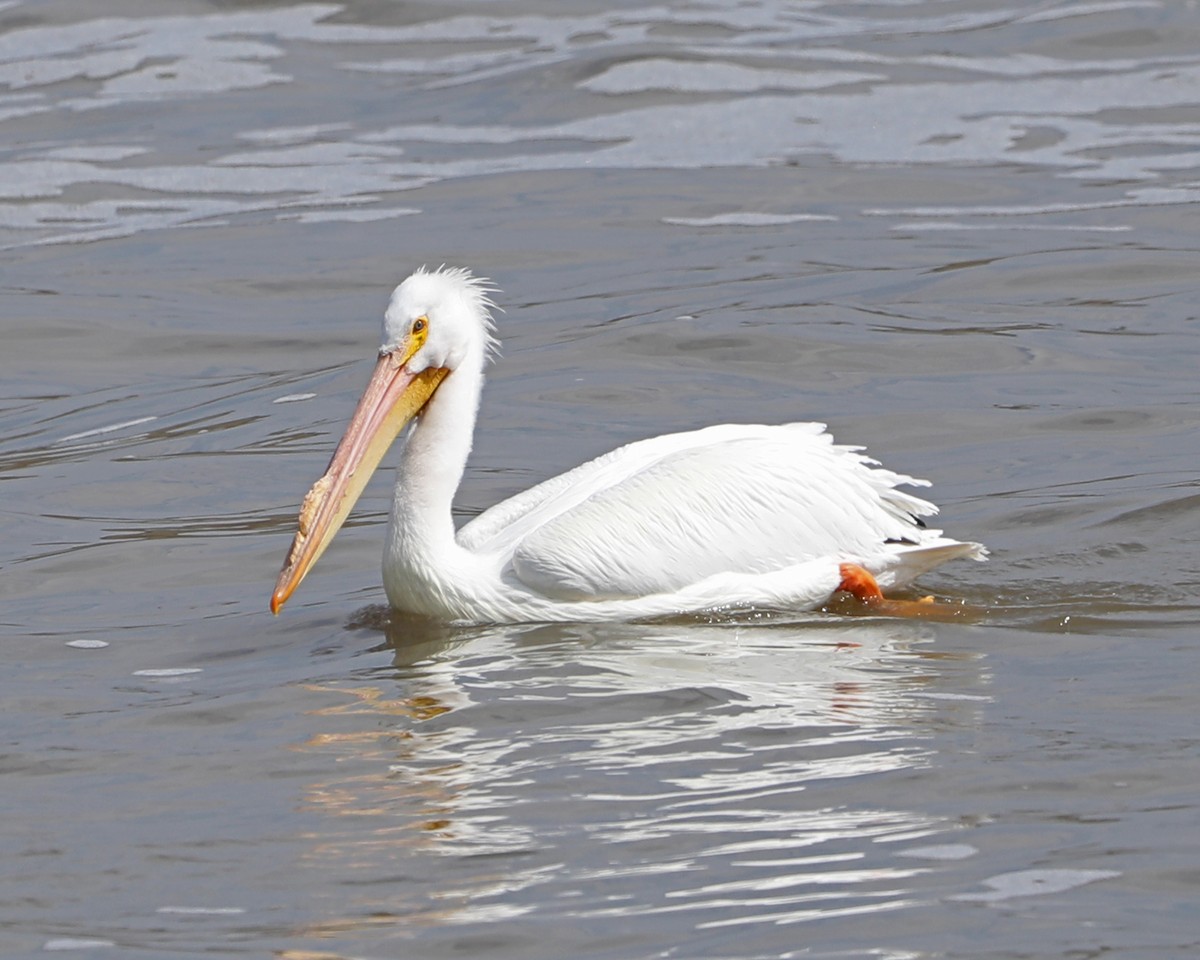 pelikán severoamerický - ML616445958
