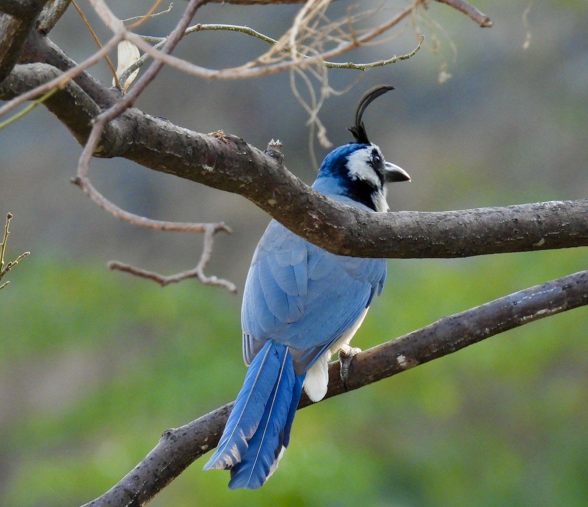 White-throated Magpie-Jay - ML616445970