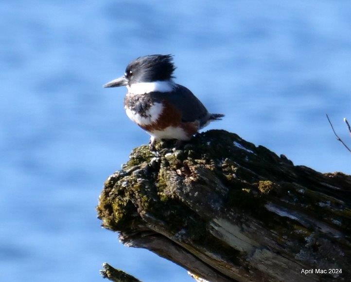 Belted Kingfisher - ML616446040