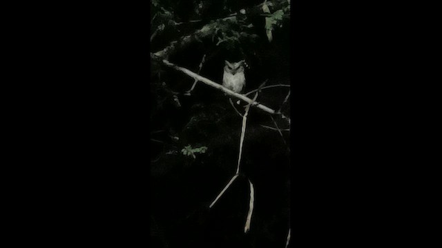 Indian Scops-Owl - ML616446095