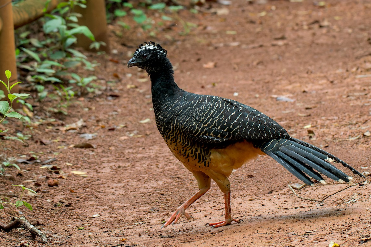 Bare-faced Curassow - ML616446304