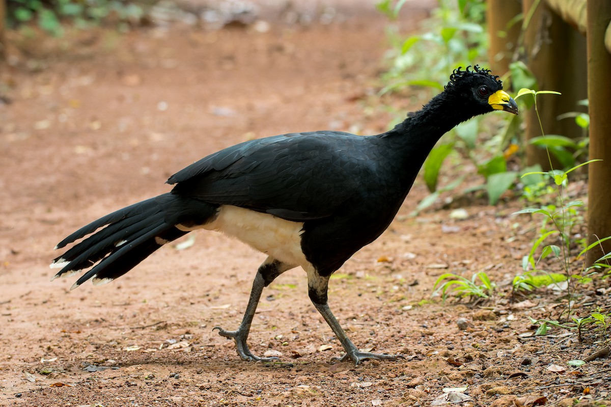 Bare-faced Curassow - ML616446306
