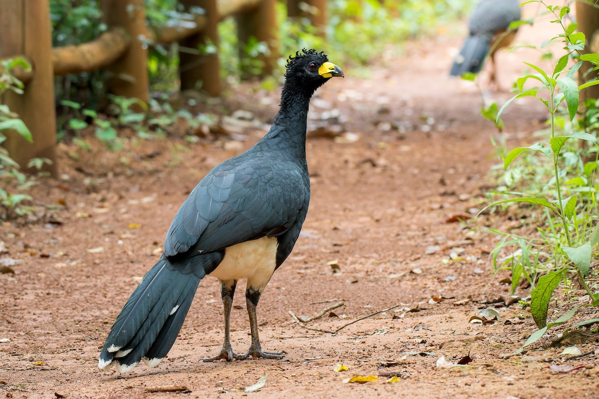 Bare-faced Curassow - ML616446309