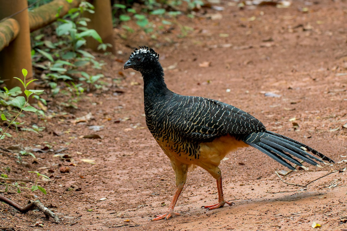 Bare-faced Curassow - ML616446310