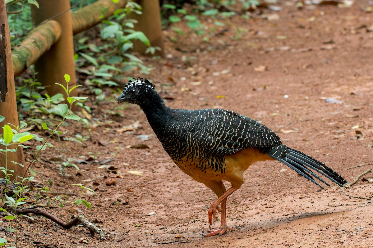 Bare-faced Curassow - ML616446311