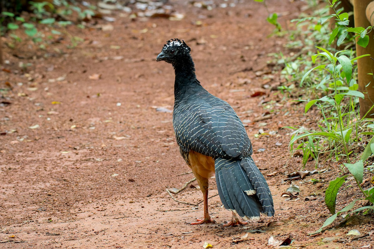 Bare-faced Curassow - ML616446318
