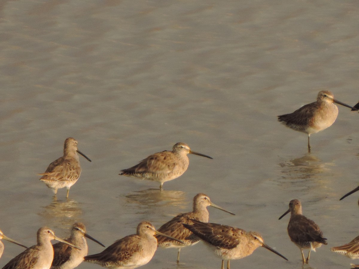 Long-billed Dowitcher - ML616446348