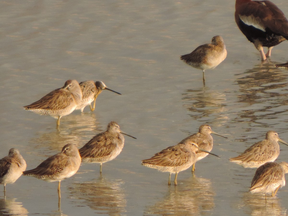 Long-billed Dowitcher - ML616446349