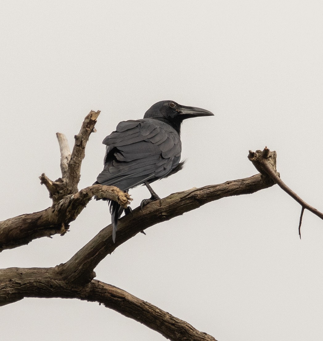 Slender-billed Crow - ML616446436