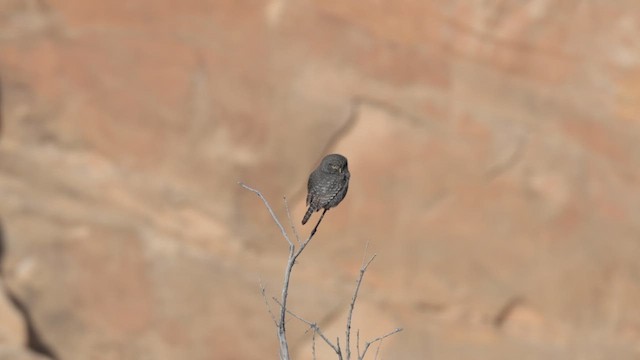 Northern Pygmy-Owl - ML616446461