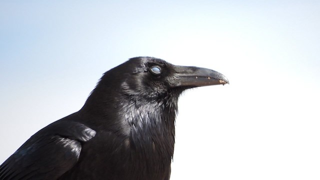 Chihuahuan Raven - ML616446483