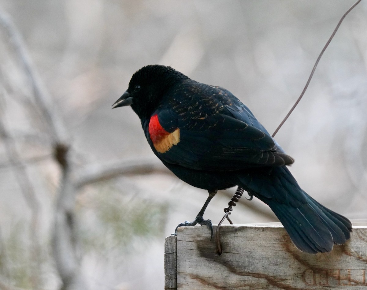 Red-winged Blackbird - ML616446504