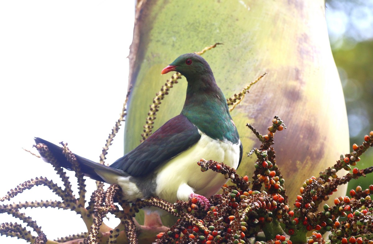 New Zealand Pigeon - ML616446703