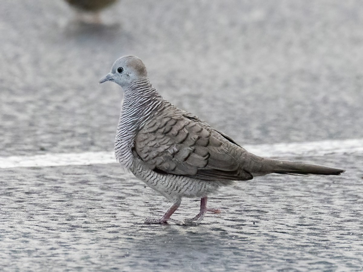 Spotted Dove - ML616446745